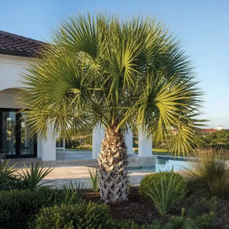 Texas Sabal Palm Texas Sabal Palm