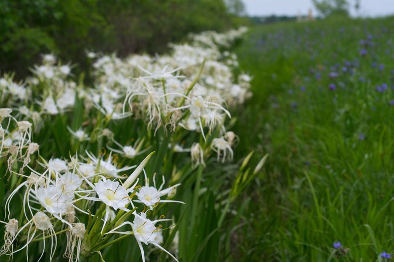 Texas Spider Lily