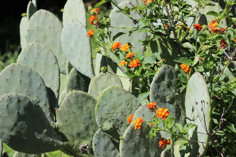 Texas-native does not mean right for every Texas yard