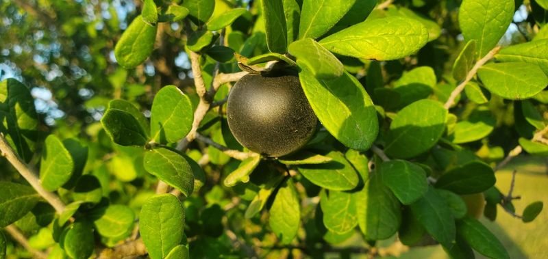 Texas persimmon’s black fruit ripens in late summer Texas persimmon’s black fruit ripens in late summer