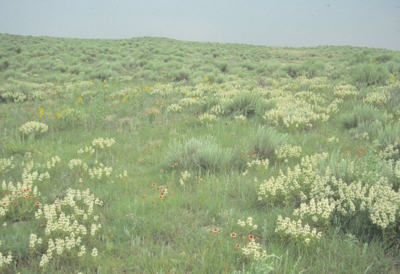 Texas prairies held more than one kind of grass Texas prairies held more than one kind of grass