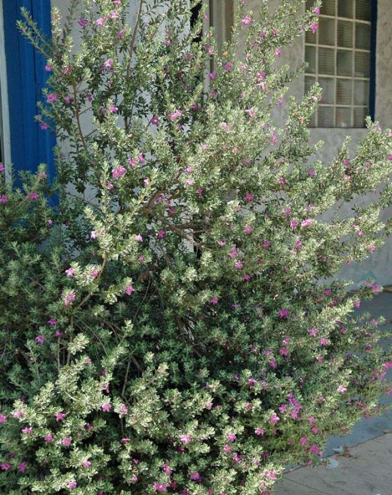 Texas sage is an ornamental choice, not pest control Texas sage is an ornamental choice, not pest control