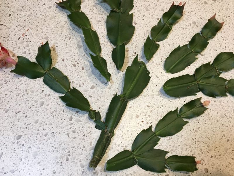 That snapped piece may be a cutting—not necessarily a rooted plant That snapped piece may be a cutting—not necessarily a rooted plant