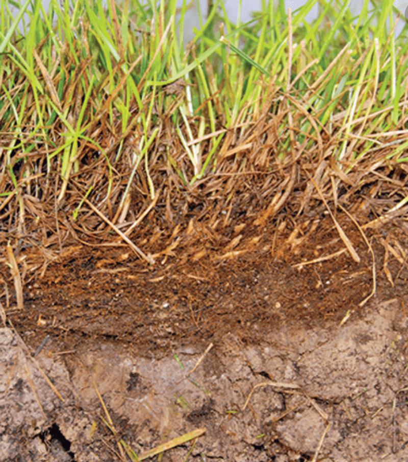 Thatch and other problems need different responses