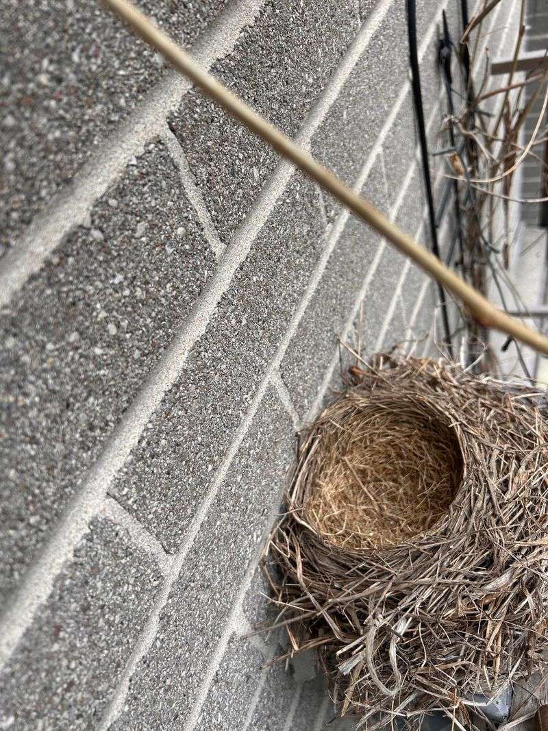 The MBTA memorandum distinguishes in-use from inactive nests
