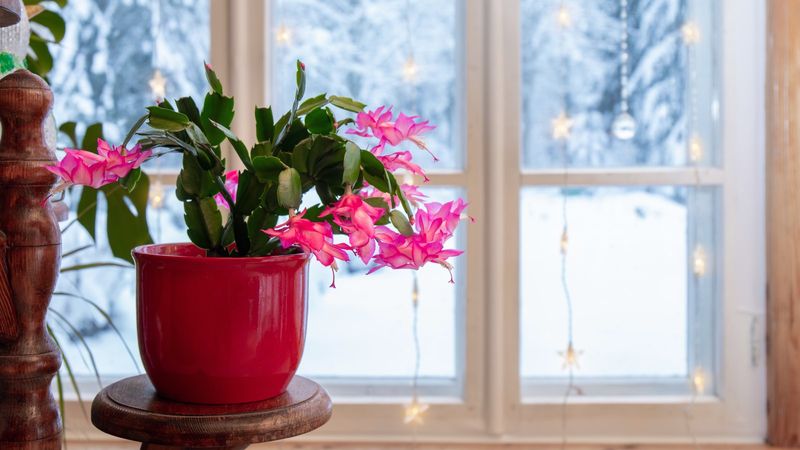 The North Carolina windowsill The North Carolina windowsill