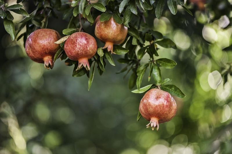 The Pomegranate Shape Shift