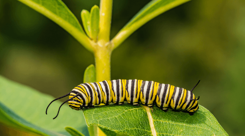The Right Host Plant Depends on the Butterfly The Right Host Plant Depends on the Butterfly