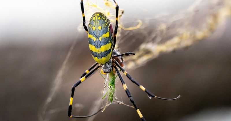 The Web Does Not Sort Insects Into Pests and Allies
