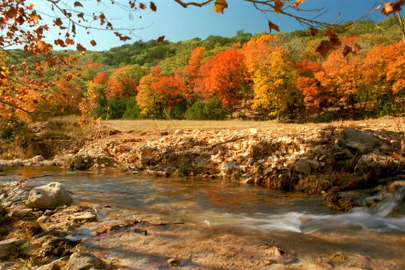 The bigtooth maple is a Hill Country color standout The bigtooth maple is a Hill Country color standout