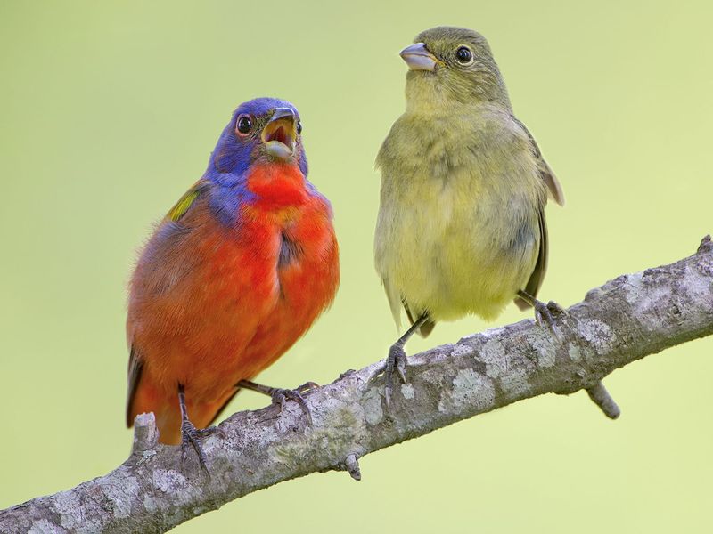 The brightest bird may not look bright The brightest bird may not look bright