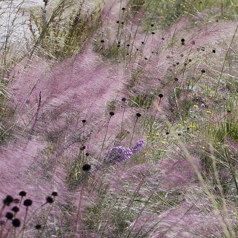 The clump can offer wildlife value beyond its color
