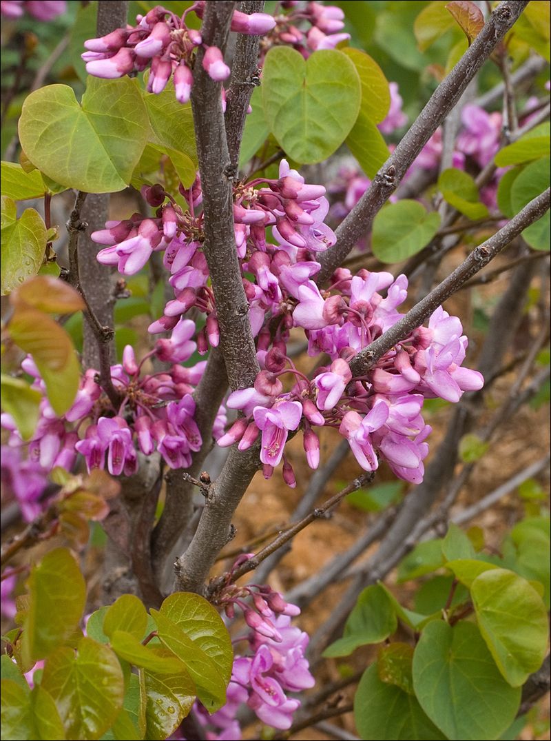 The evidence does not promise scentless flowers or unbreakable limbs