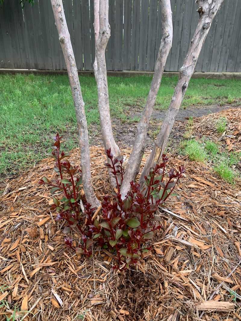 The fall-pruning concern is limited evidence about cold hardiness