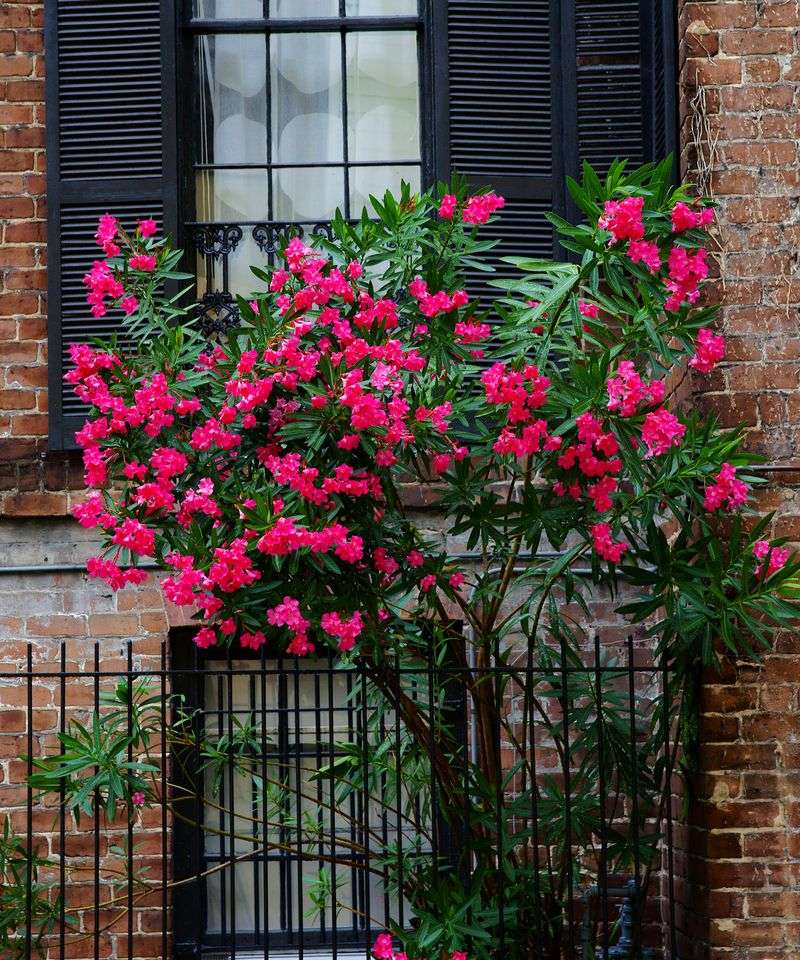The familiar Florida shrub is likely oleander