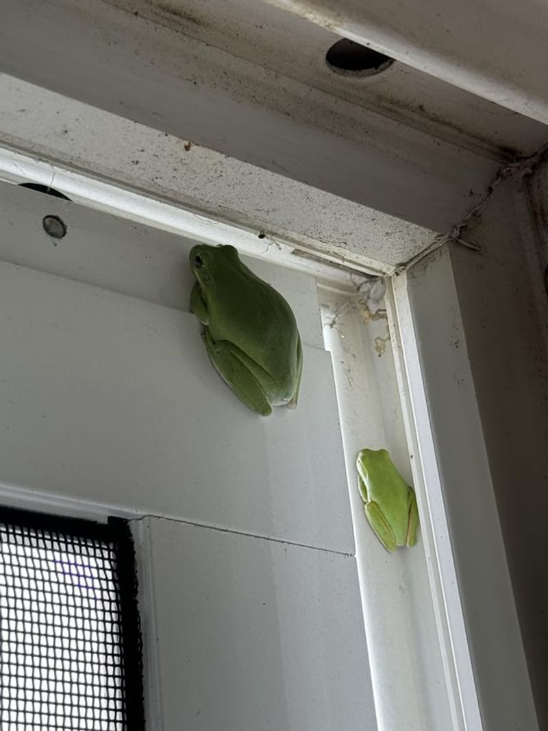 The frog may be hunting near the house
