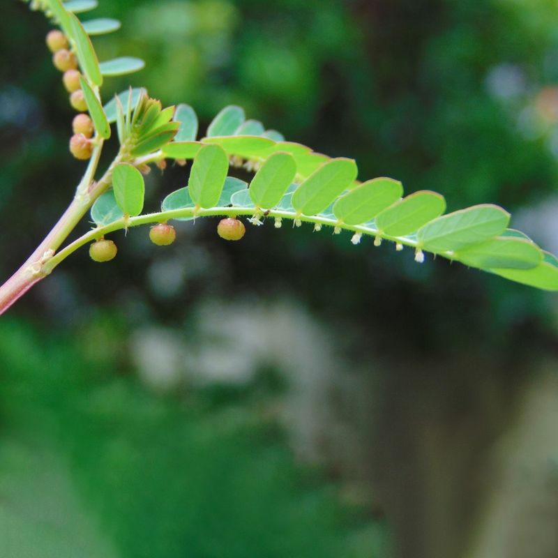 The fruits can hide among the leaflets