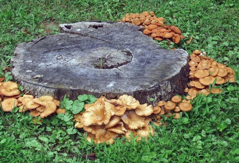 The fungus may be using a localized food source