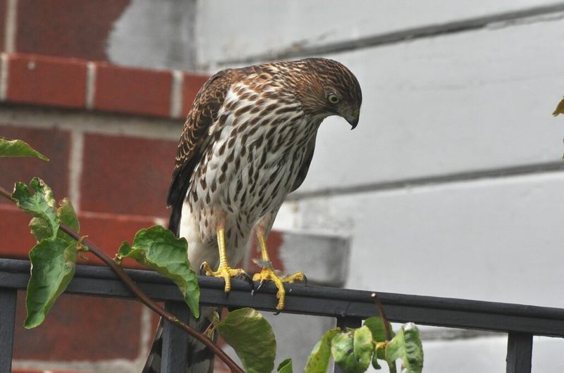 The hawk may be following the birds, not the seed