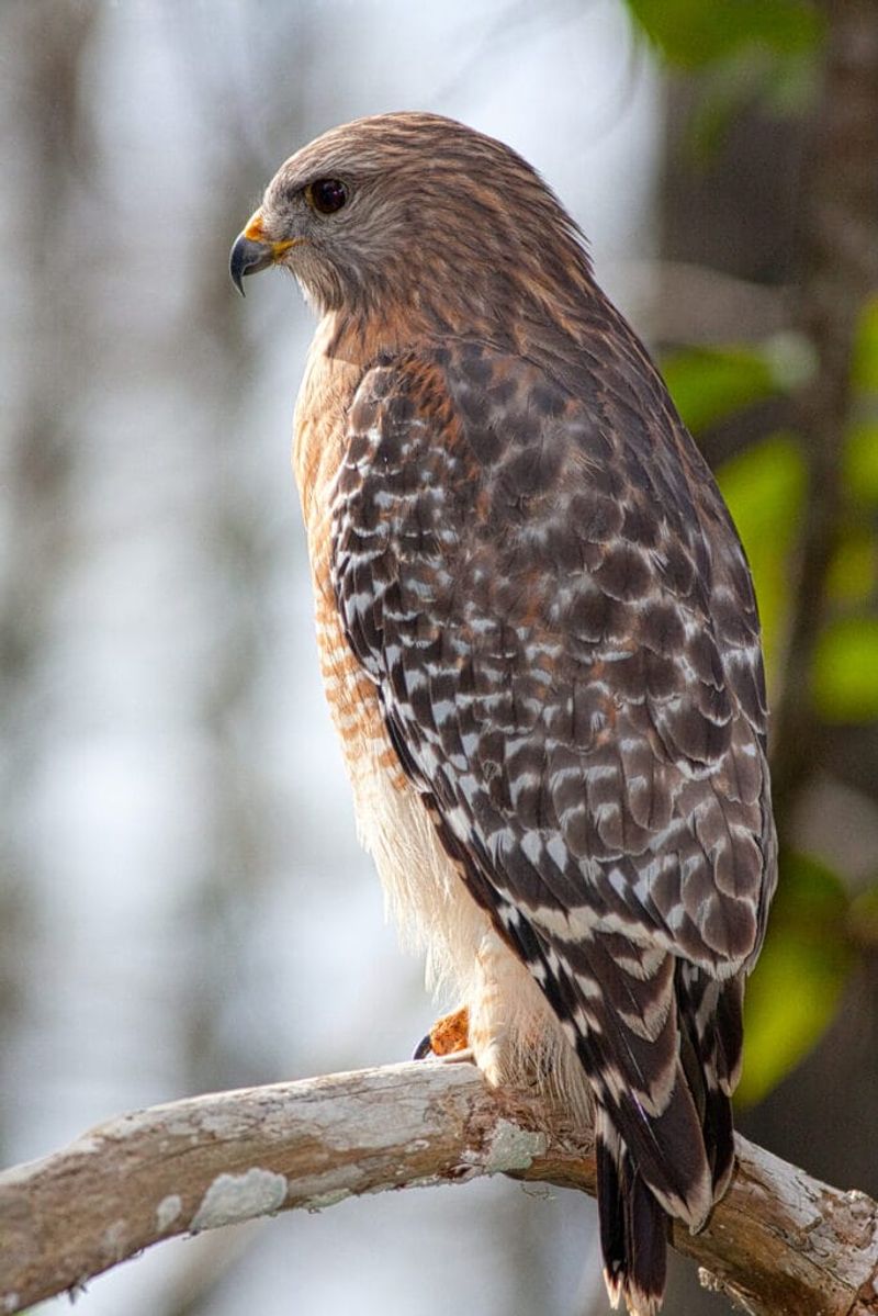 The hawk’s species narrows which yard features may matter