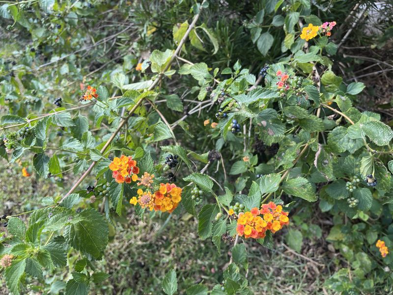The invasive warning applies to a specific lantana