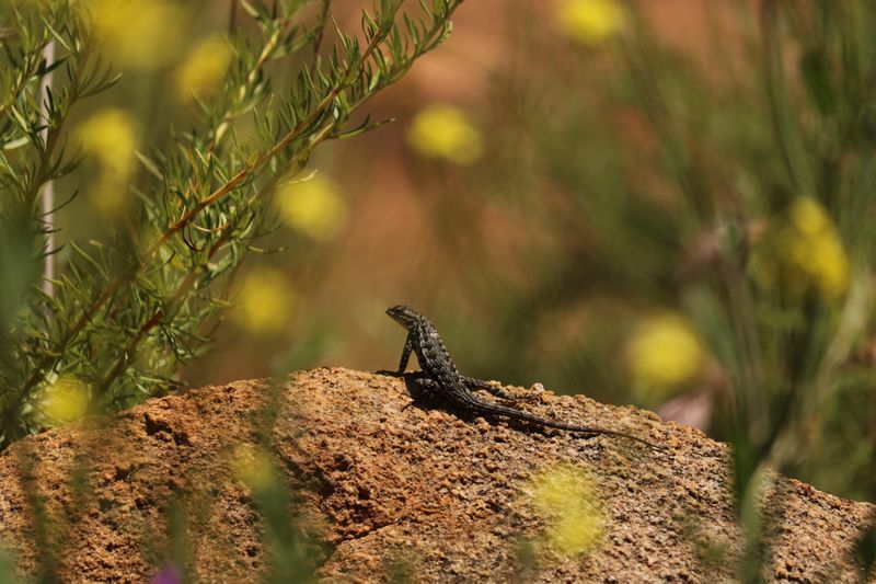 The lizard on the wall belongs to California’s tick story The lizard on the wall belongs to California’s tick story