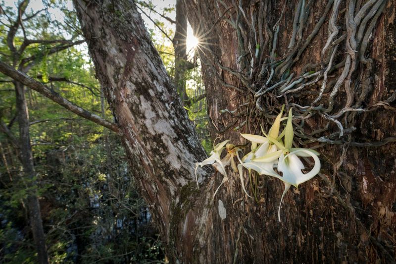 The mystery is part of Florida’s wild inheritance
