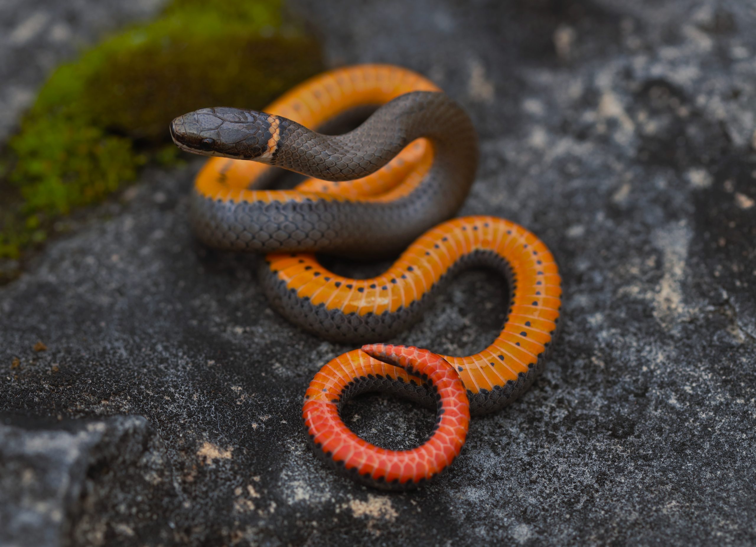 The neck ring and colored underside are useful clues