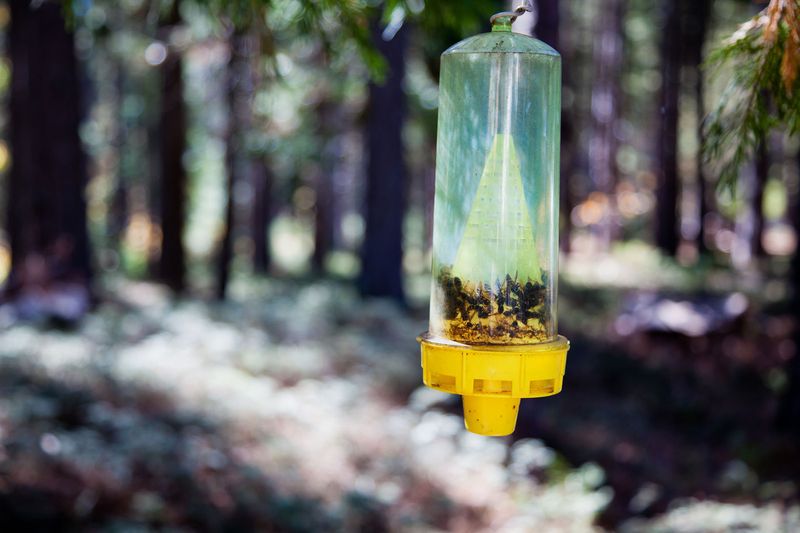 The oil study tested traps, not porch pots