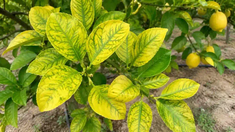 The pattern of yellowing matters more than the color alone