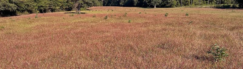 The pest affects pastures most, but can damage turfgrass