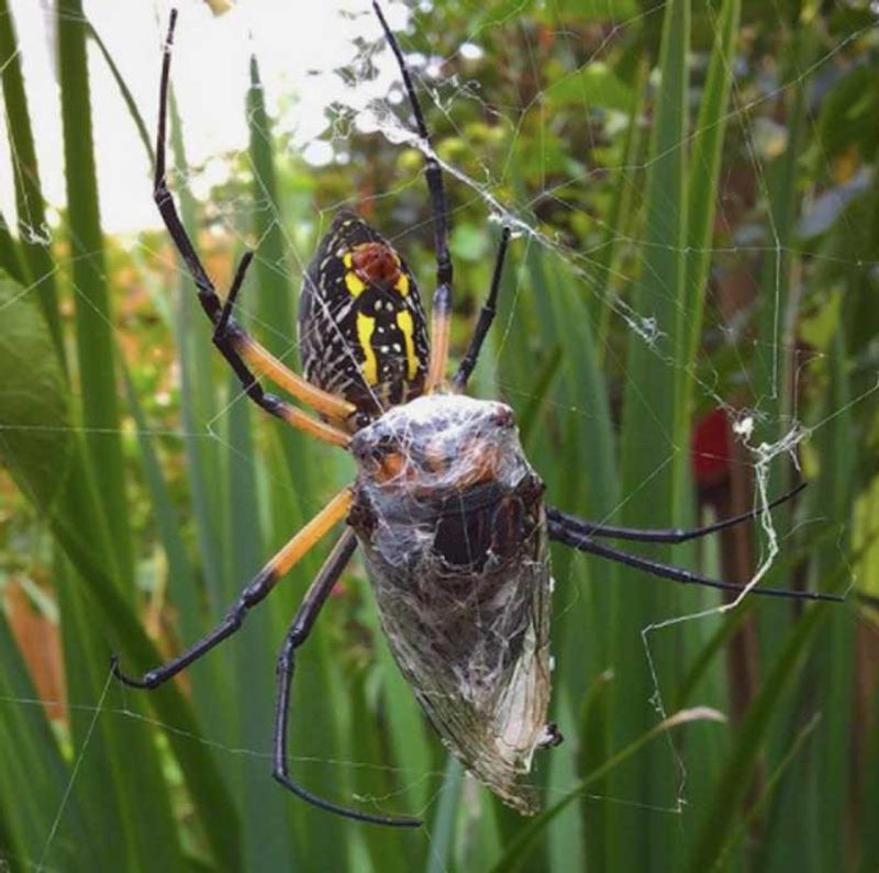 The pest-control benefit is real, but limited The pest-control benefit is real, but limited