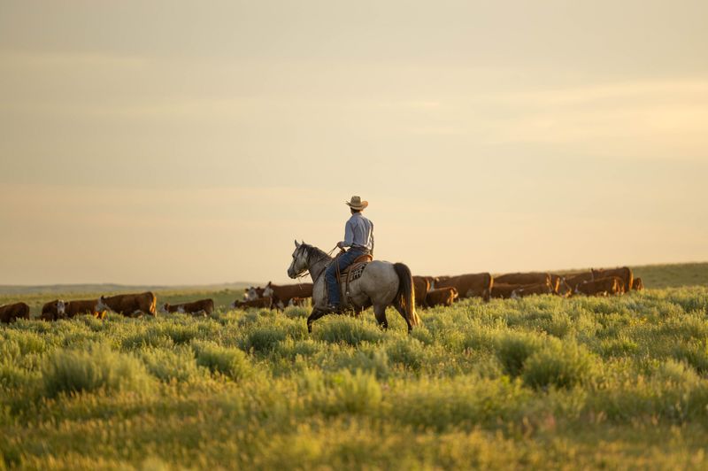 The pesticide exemption is limited to specified pasture uses