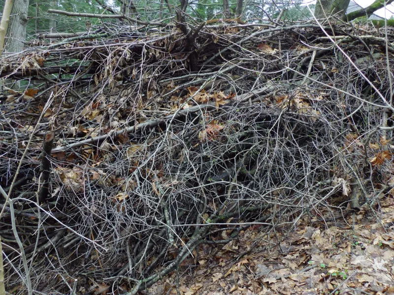 The pile can shelter more than birds
