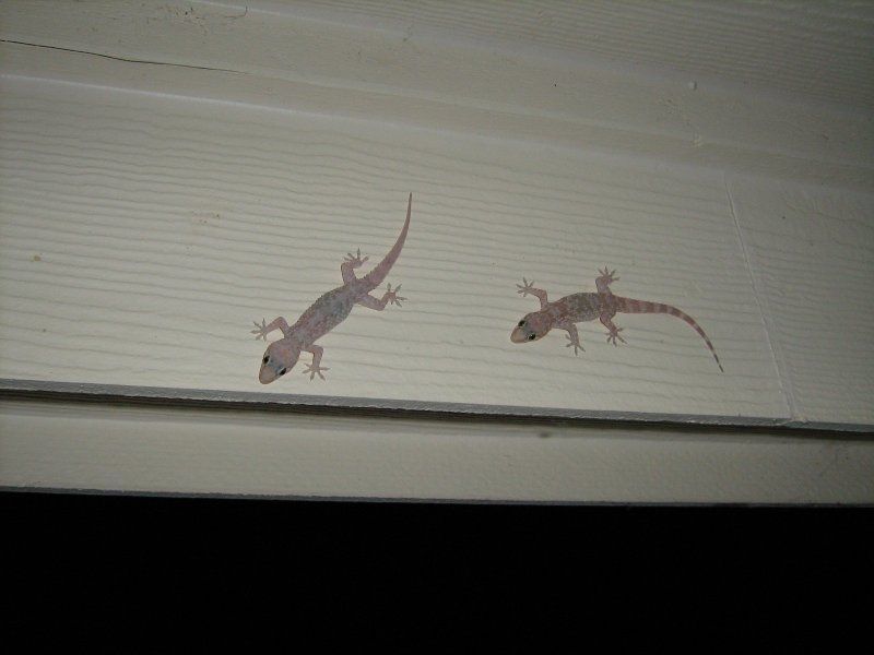 The porch light creates a concentrated hunting spot The porch light creates a concentrated hunting spot