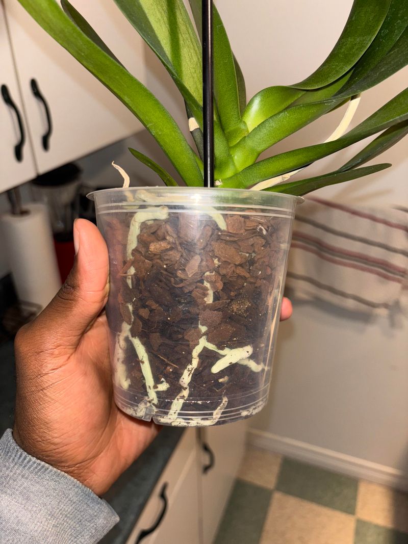 The pot and medium affect drying time