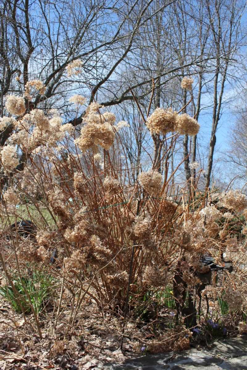 The pruning rule depends on which wood your hydrangea flowers on