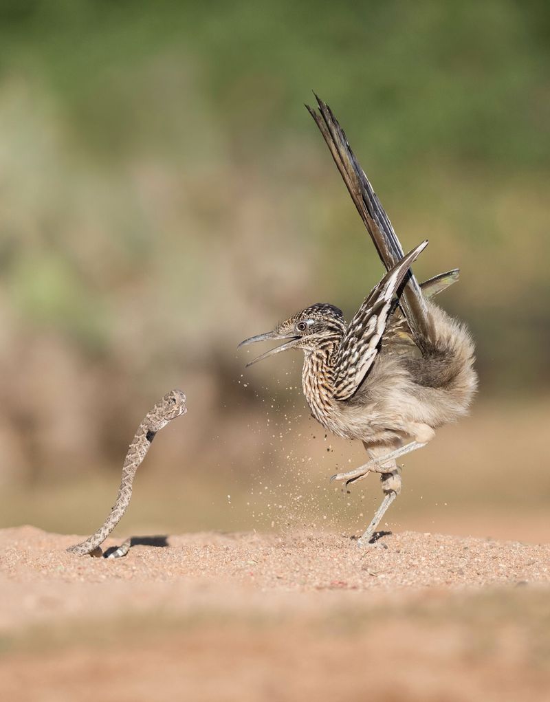 The rattlesnake reputation needs a reality check