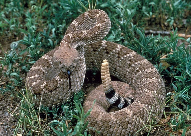 The snake comparison has no proven winner The snake comparison has no proven winner