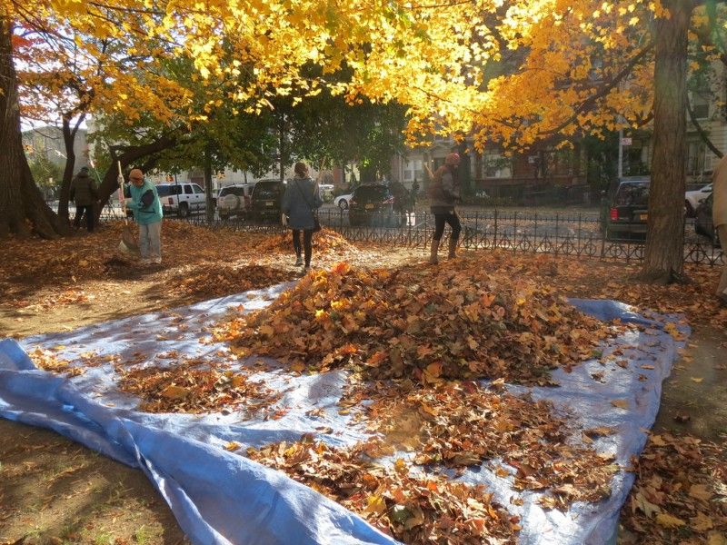 The useful fall task is removing affected fallen leaves
