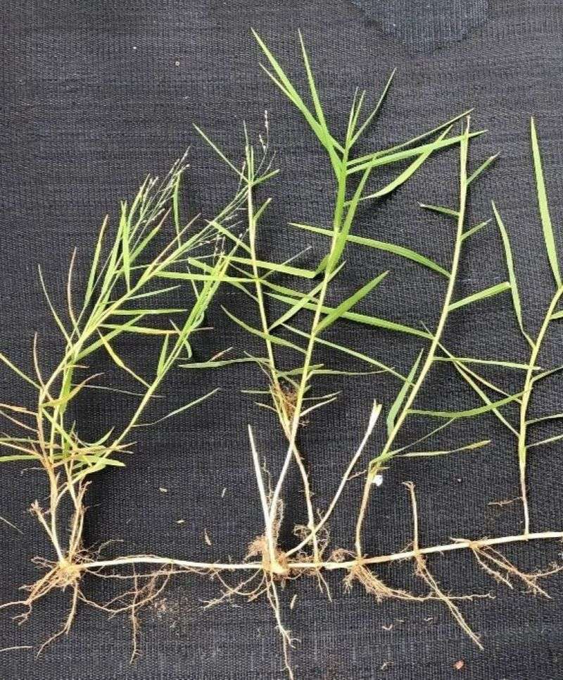 The visible blades hide a long rhizome network The visible blades hide a long rhizome network