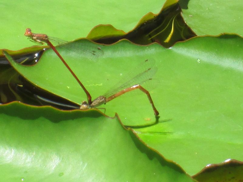 Their life cycle makes water essential