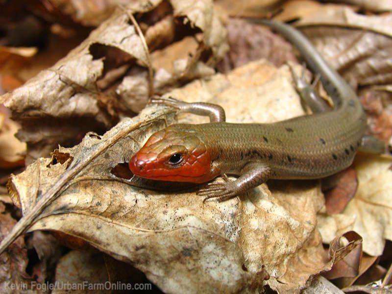 Their varied diet does not guarantee garden pest control