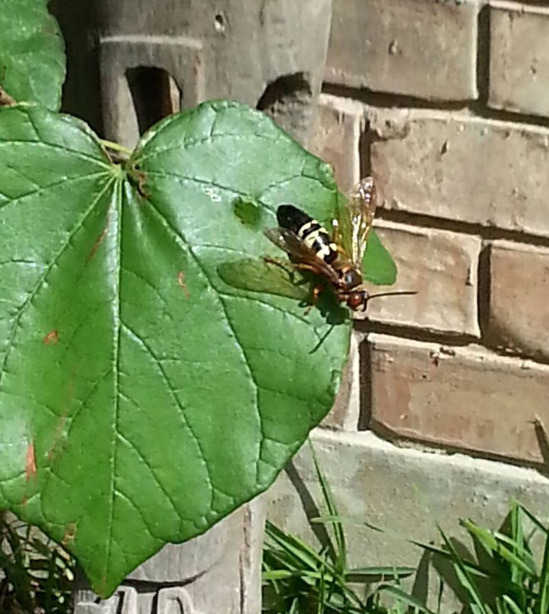 These wasps are usually docile, but females can sting These wasps are usually docile, but females can sting