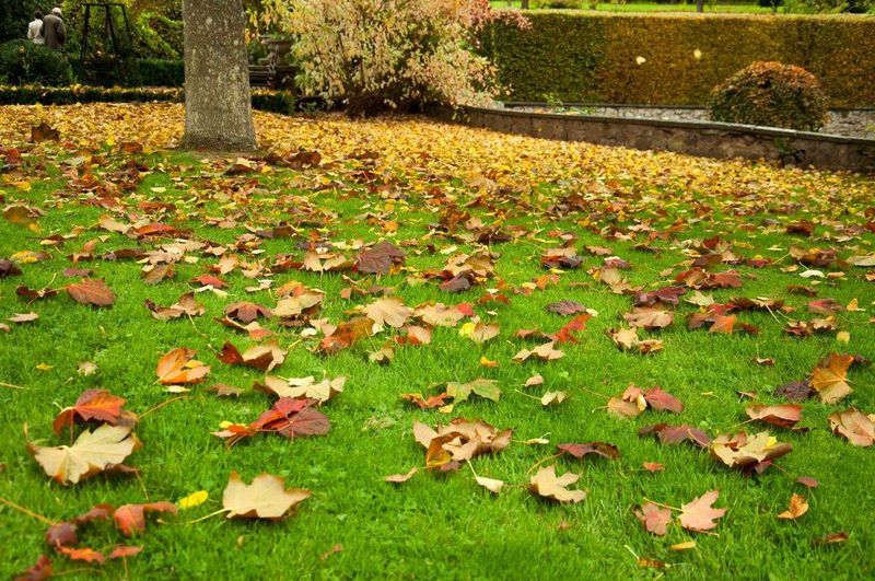 Thick leaf cover is a separate cause of lawn matting