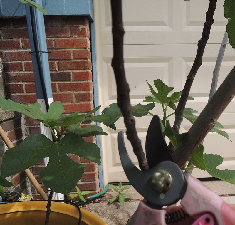 Thin and shorten selectively to manage the canopy
