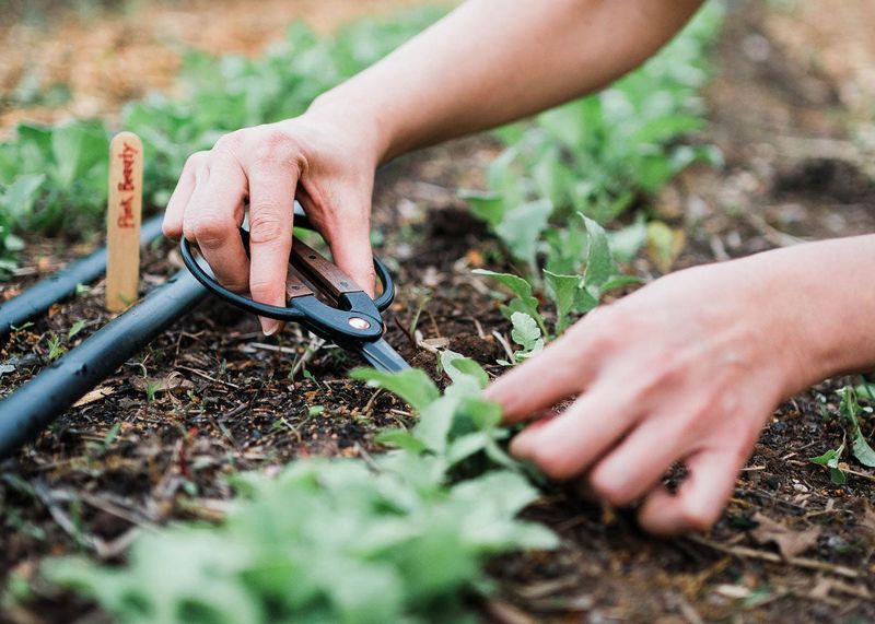 Thin crowded seedlings without disturbing their neighbors