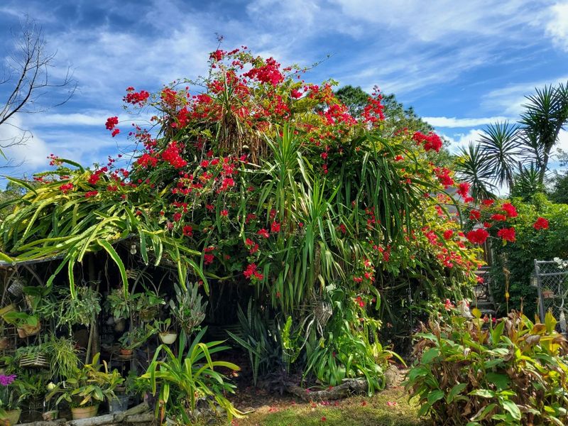 Thin dense cover and clear nearby food