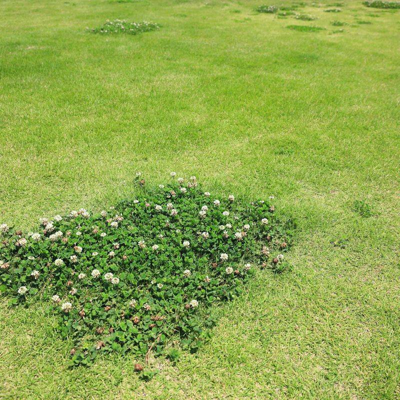 Thin grass gives clover room to return