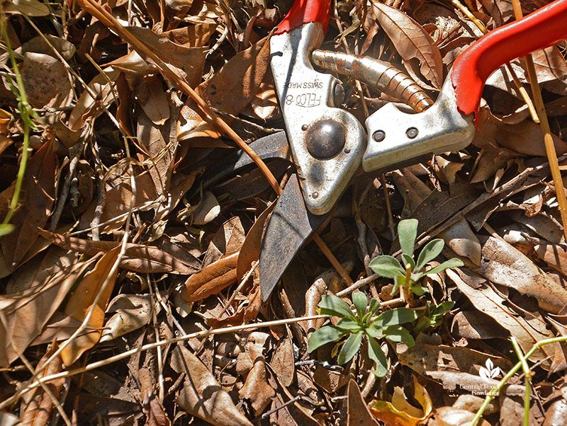 Thin or prune to keep the planting in bounds Thin or prune to keep the planting in bounds
